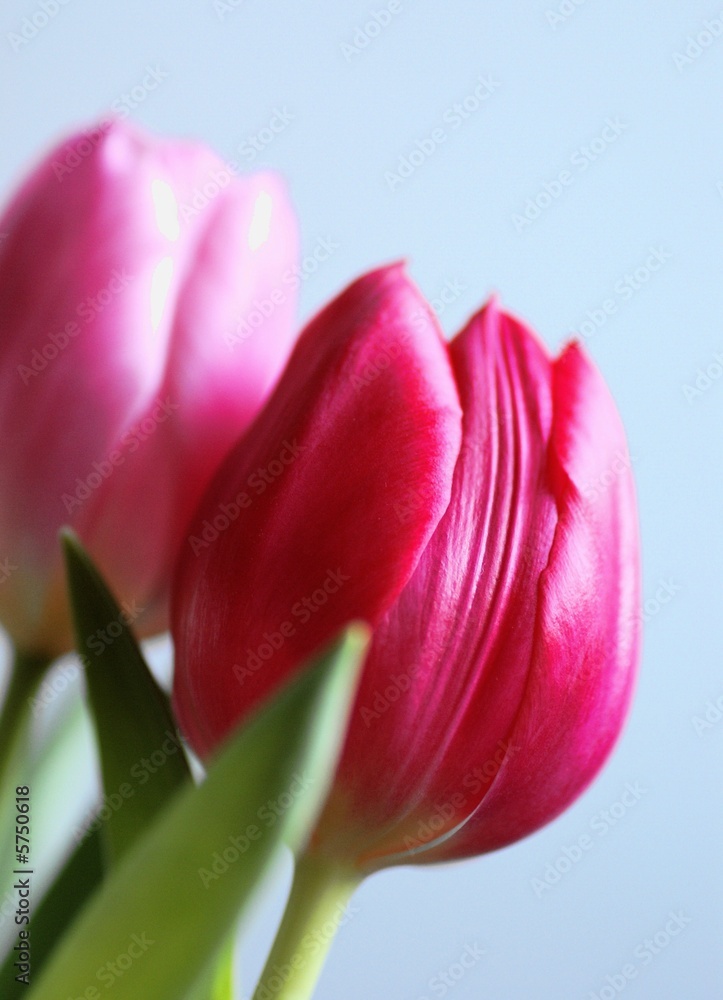 Tulpen