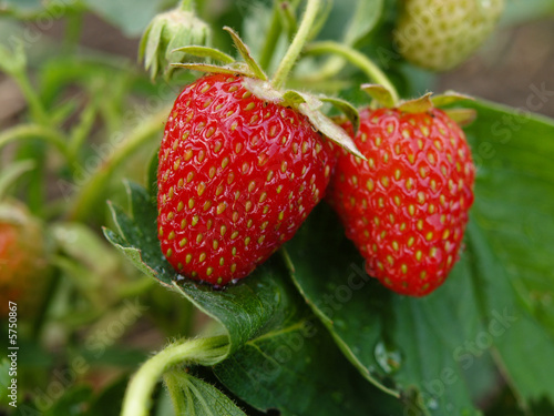 strawberry