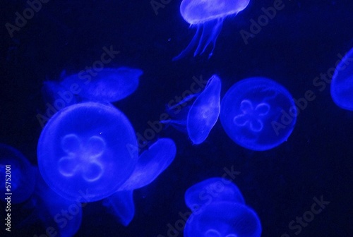 Quallen - Jellyfish © Ursula Schmitz
