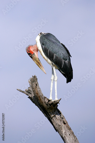 Marabou Stork