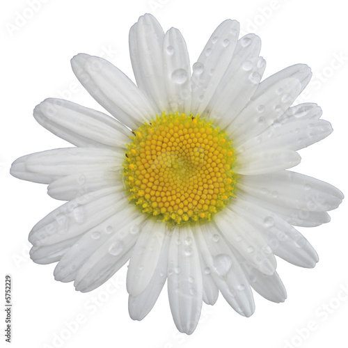 isolated chamomile