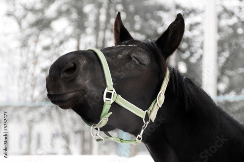 Kissing horse © KoMa