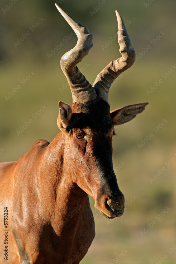 Fototapeta premium Red hartebeest (Alcelaphus buselaphus) portrait