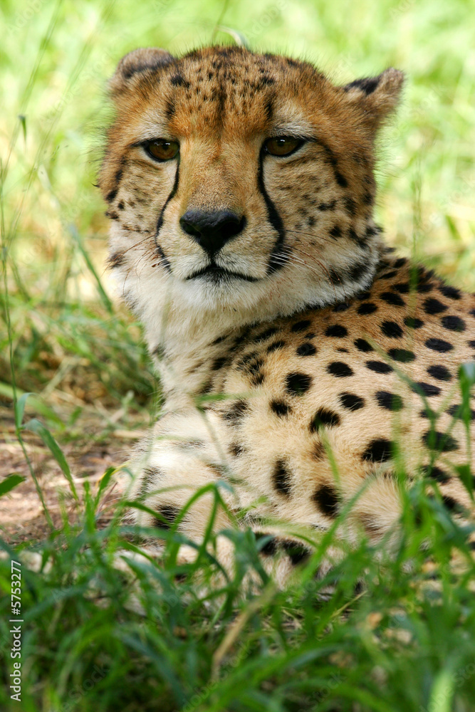 African Cheetah African Cheetah