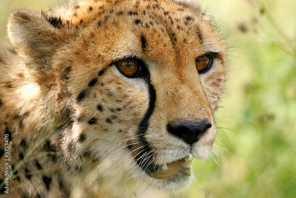African Cheetah African Cheetah