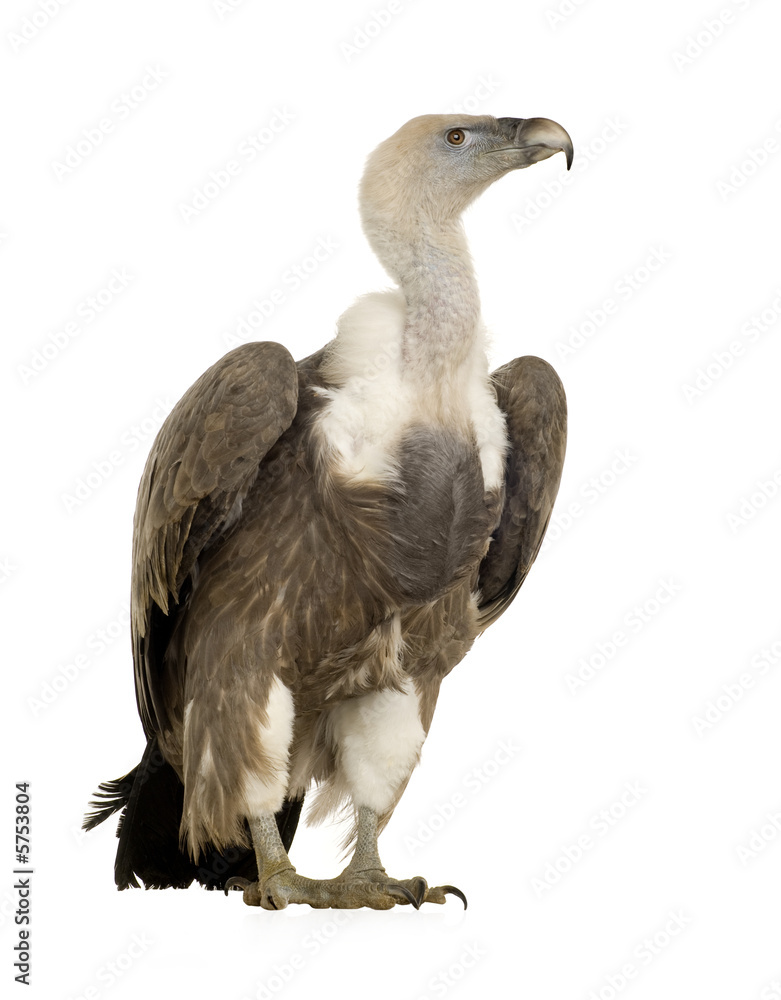 Griffon Vulture - Gyps fulvus Griffon Vulture - Gyps fulvus