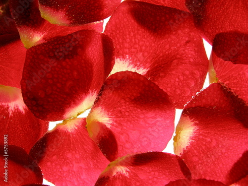 Close-up of red rose flowers petals with drops as a background