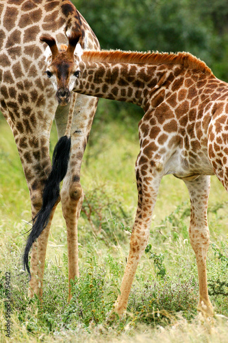 African Giraffes