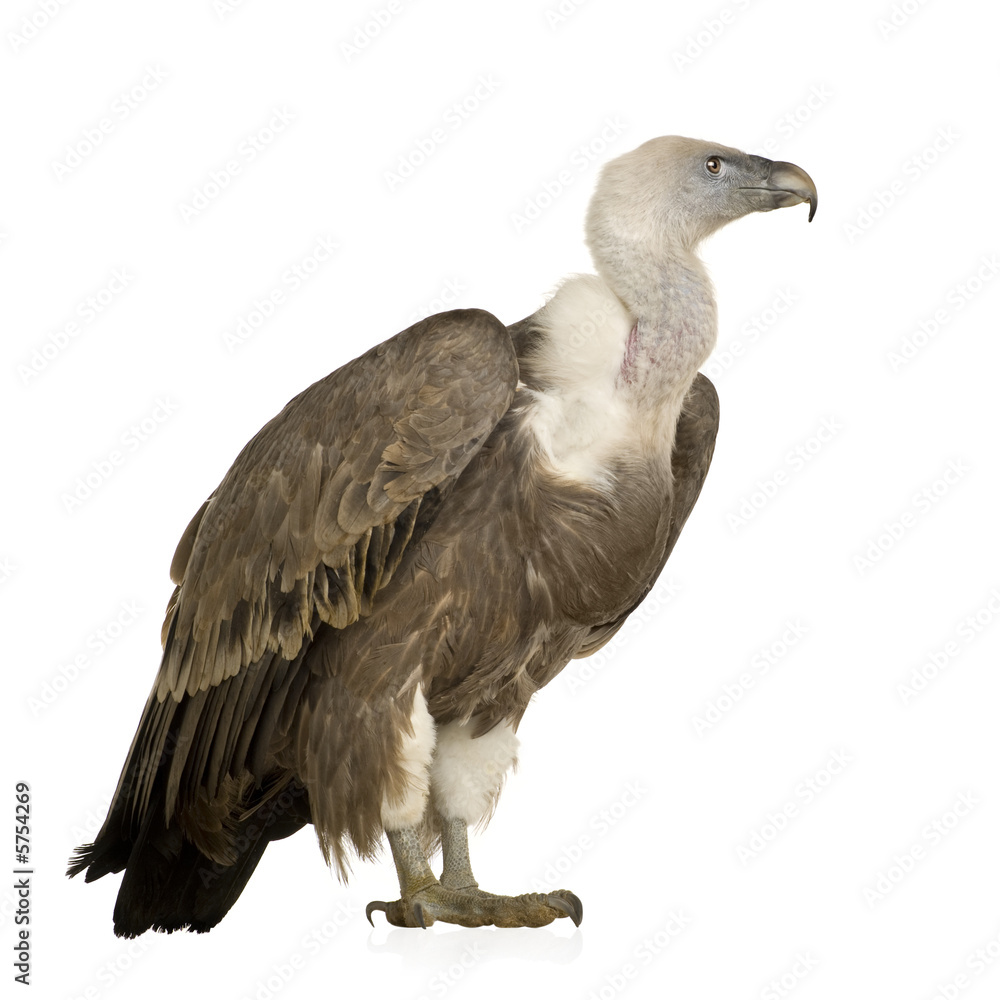 Griffon Vulture - Gyps fulvus Griffon Vulture - Gyps fulvus