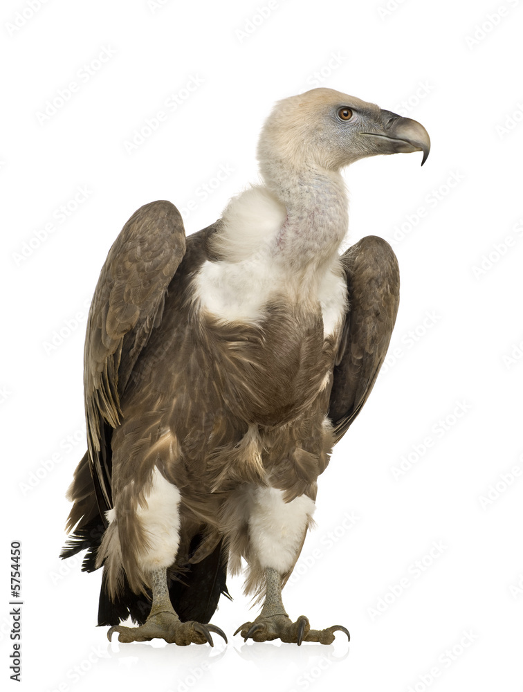 Obraz premium Griffon Vulture - Gyps fulvus