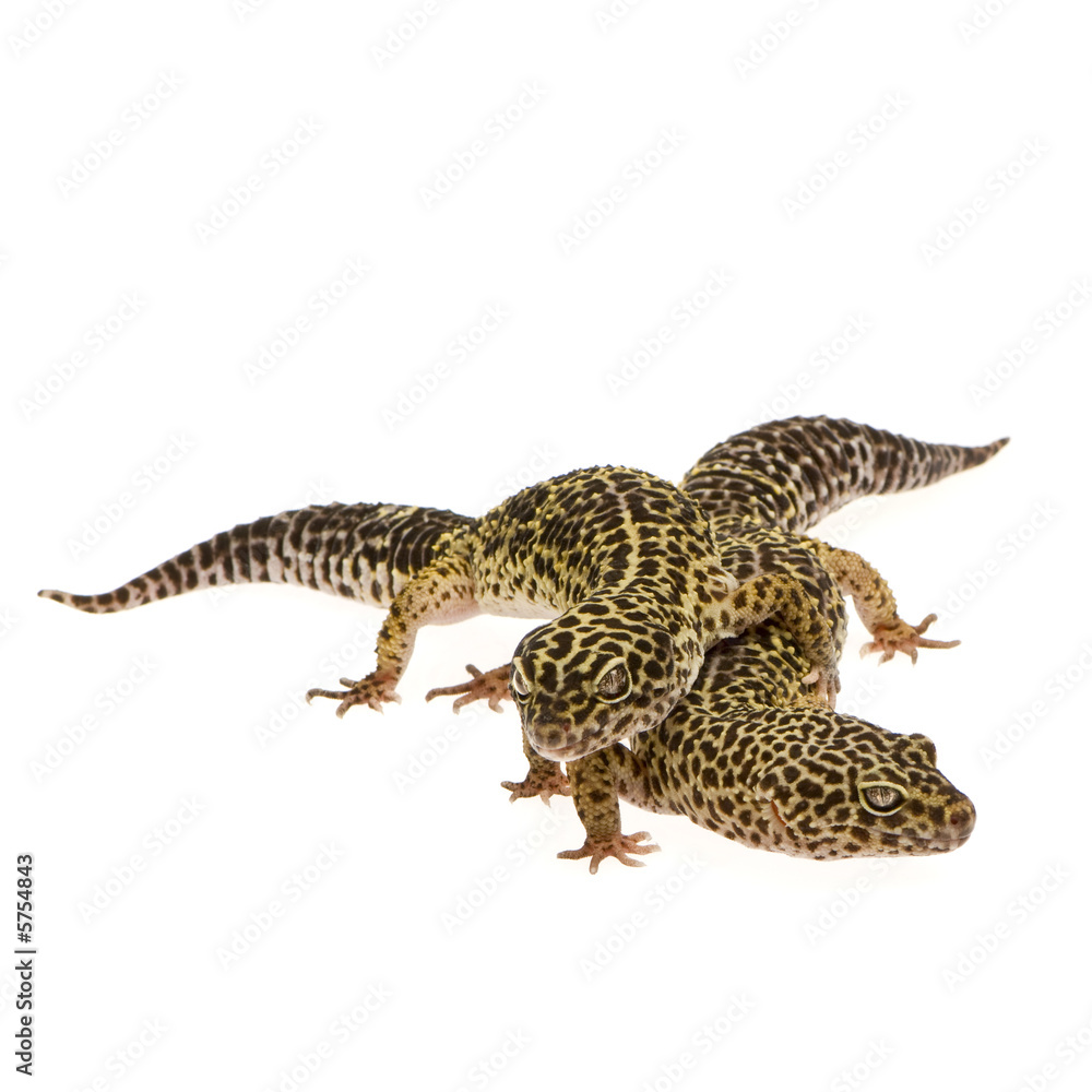 Leopard gecko in front of a white background Leopard gecko in front of a white background