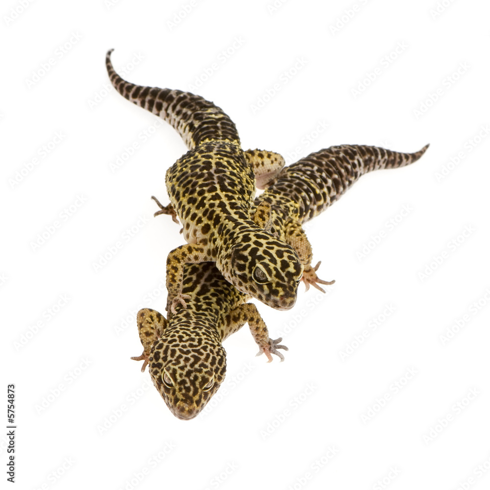 Leopard gecko in front of a white background Leopard gecko in front of a white background