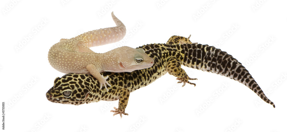Leopard gecko in front of a white background Leopard gecko in front of a white background