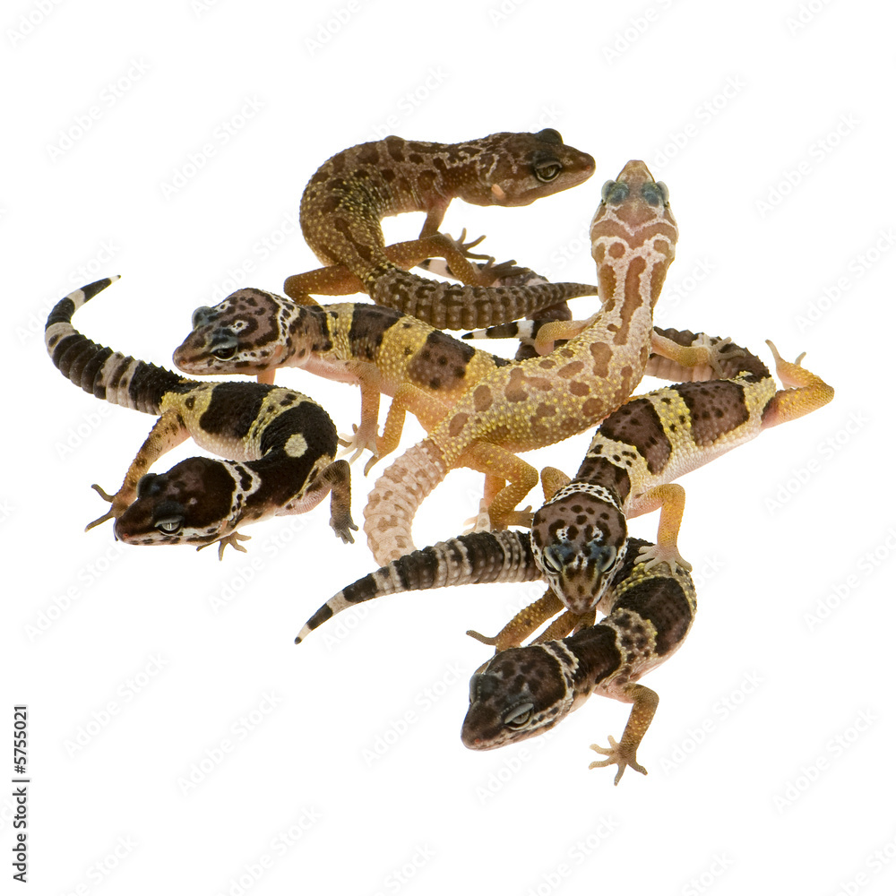 Fototapeta premium Leopard gecko in front of a white background