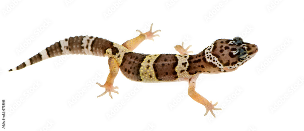 Naklejka premium Leopard gecko in front of a white background