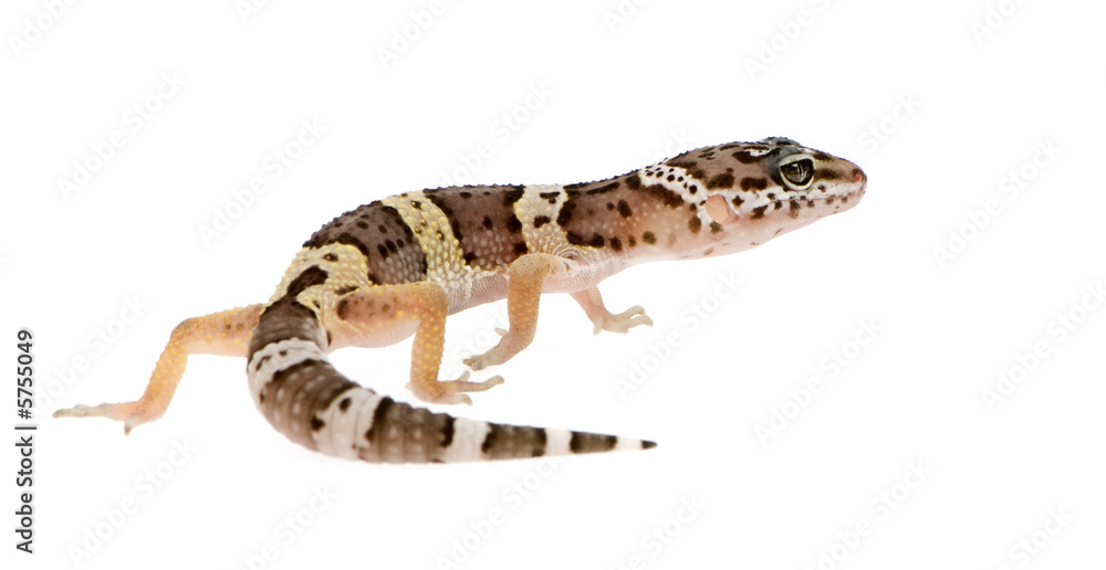 Naklejka premium Leopard gecko in front of a white background