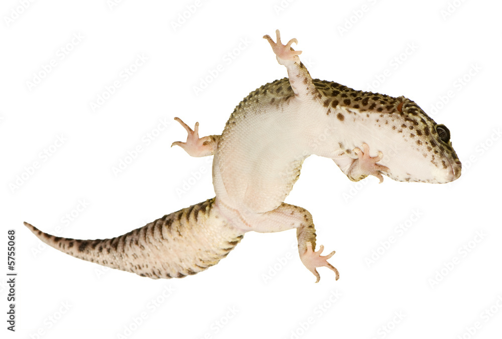 Naklejka premium Leopard gecko in front of a white background
