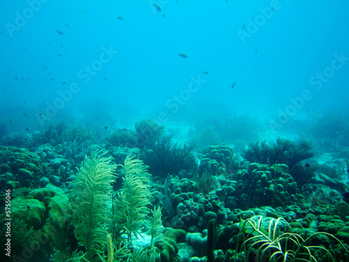 A coral reef on Bonaire, Caribbean Sea
