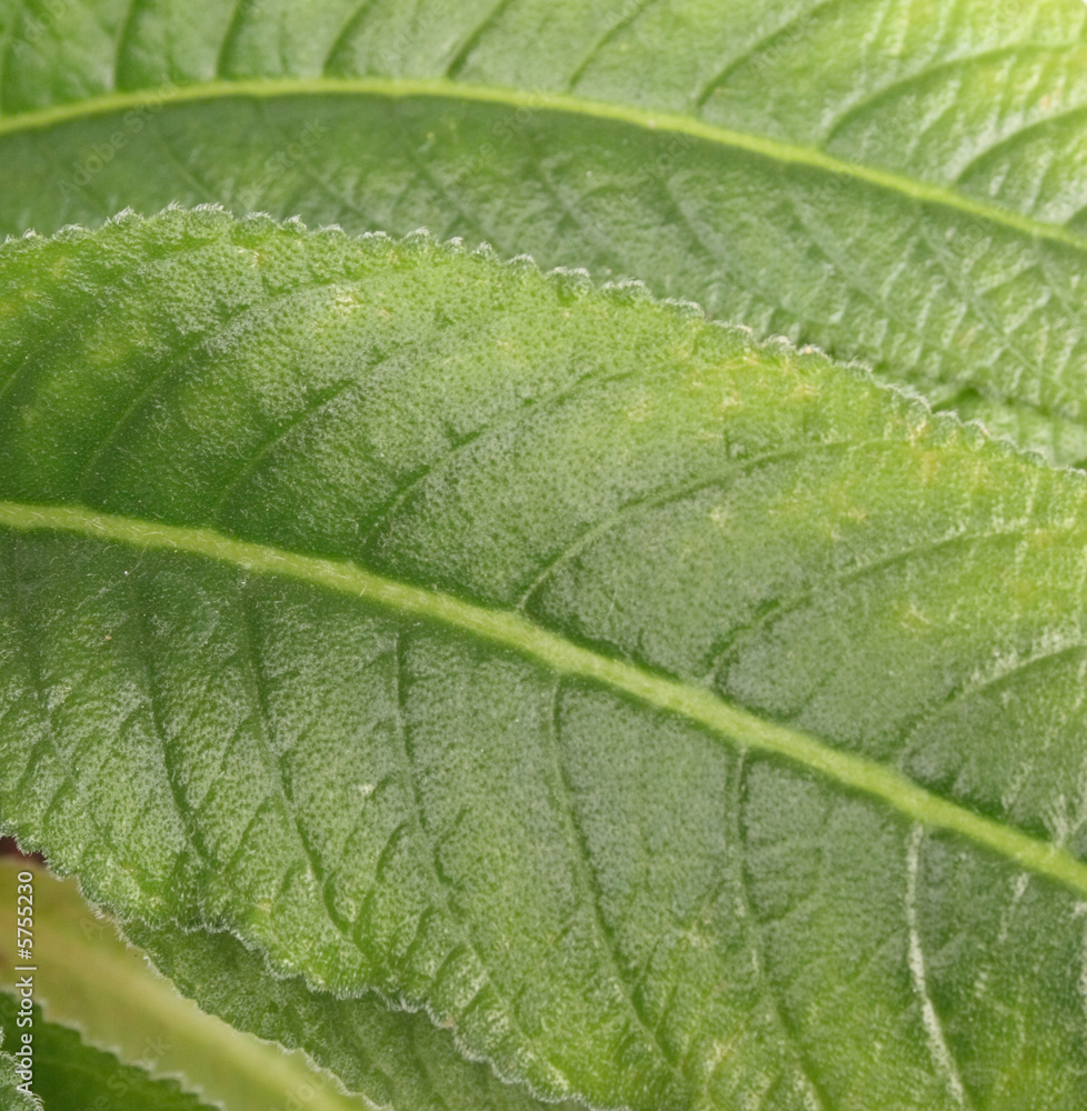 leaf texture leaf texture