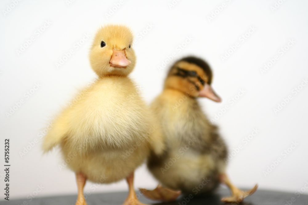 Two small ducks together on a white background Two small ducks together on a white background