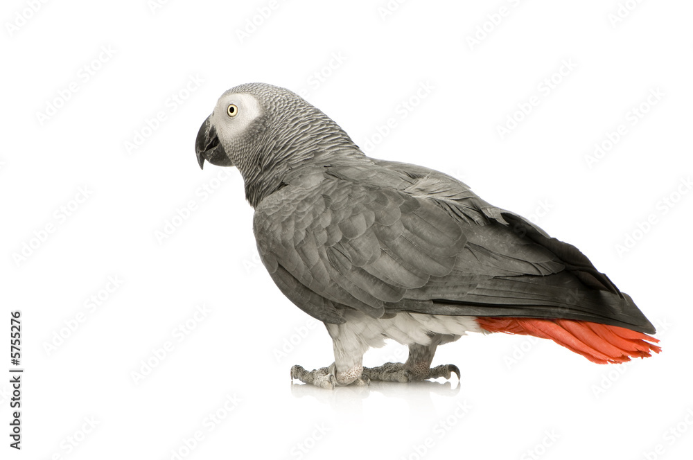Naklejka premium African Grey Parrot in front of a white background