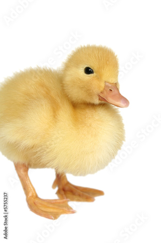 The nice small yellow goose on a white background