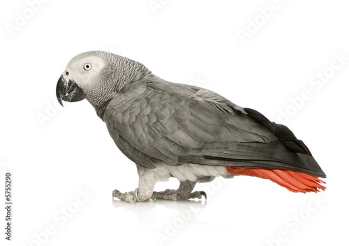 African Grey Parrot in front of a white background