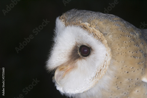 Barn Owl © Stephen Meese