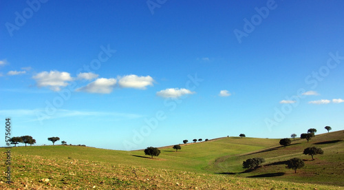Trees in Alentejo region, Portugal.