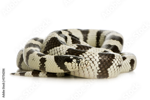 California Kingsnake - Lampropeltis getulus californiae  photo