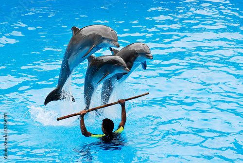 The instructor with his three jumping dolphins.