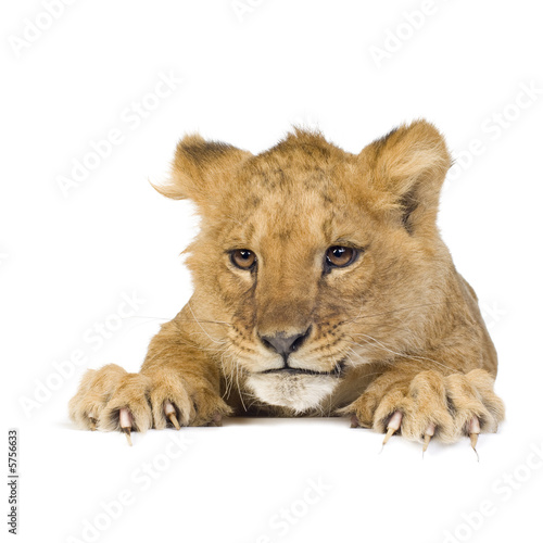 Lion Cub  5 months  in front of a white background