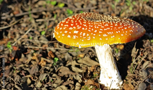 Wild mushroom in the field.