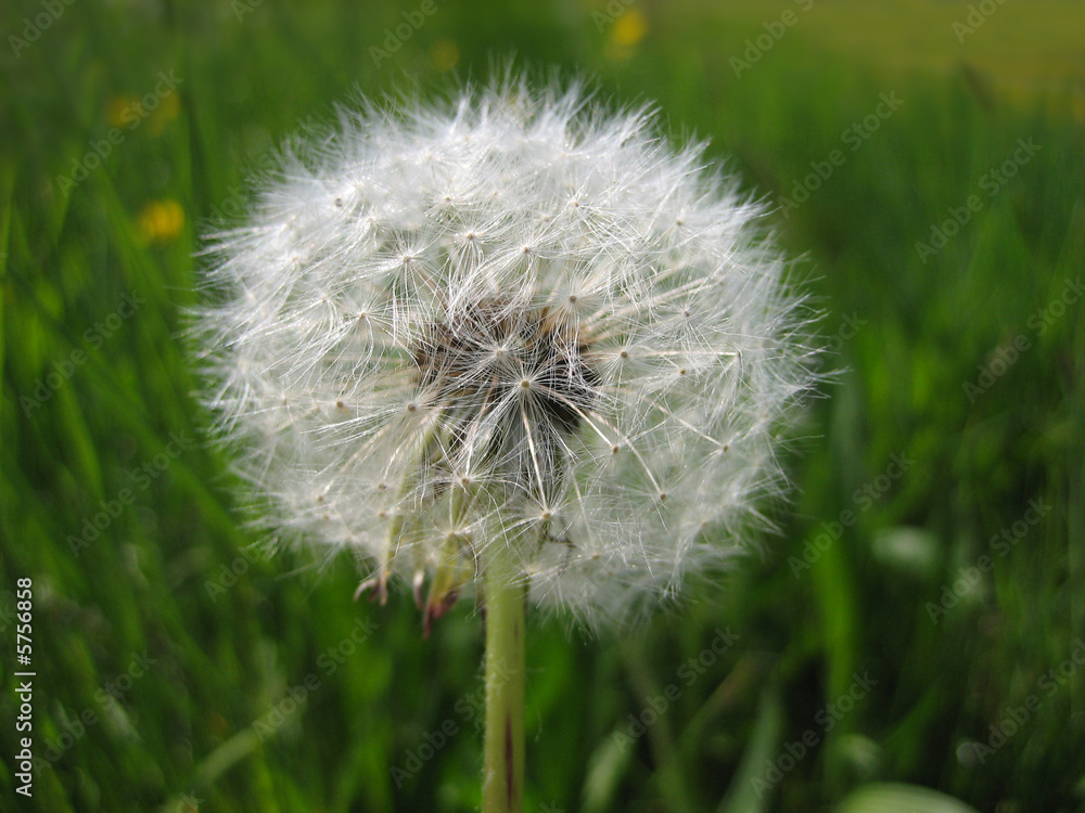 Fototapeta premium Pusteblume