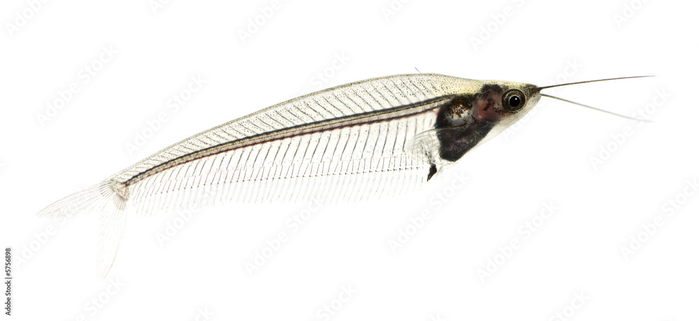 Glass catfish - krypthopterus biccirhis Glass catfish - krypthopterus biccirhis