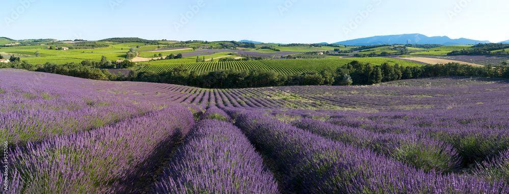 panoramique - Champ de lavande en Provence - obrazy, fototapety, plakaty 