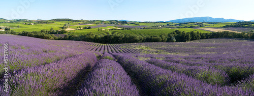 panoramique - Champ de lavande en Provence