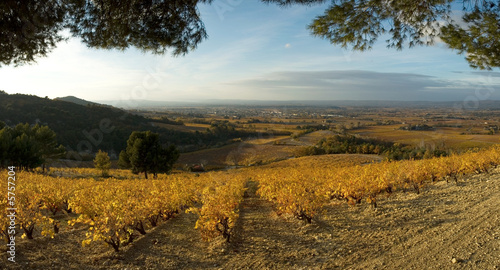 panoramique - Vallée de champ de vigne en automne