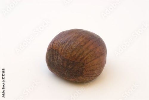 Isolated chestnut