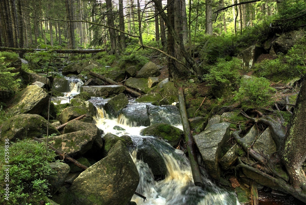 Fototapeta premium Bach im Harz