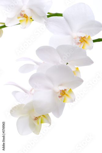 Gorgeous white phalaenopsis orchid flower