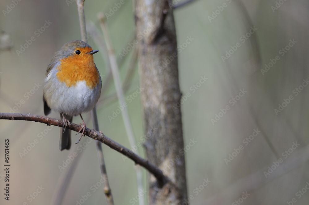 rouge gorge Erithacus rubecula rouge-gorge rougegorge rouge gorge Erithacus rubecula rouge-gorge rougegorge