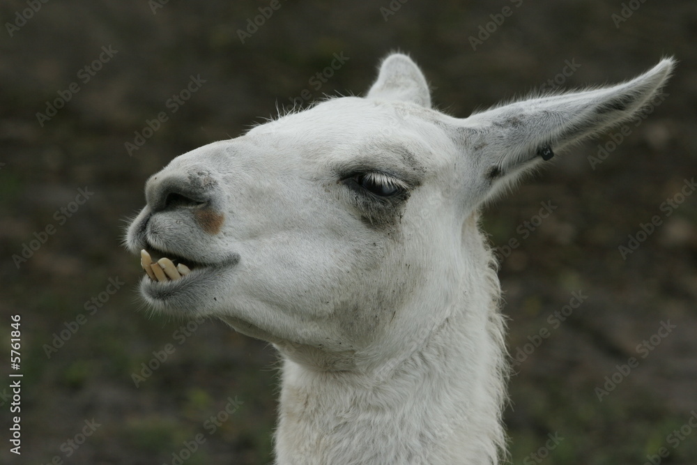 Fototapeta premium white llama alpaca