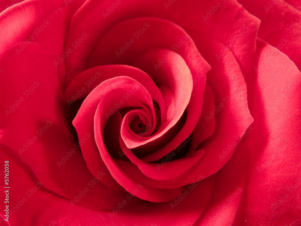 red rose red rose
