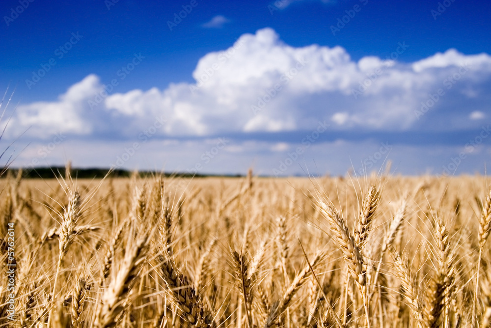 Grain field Grain field