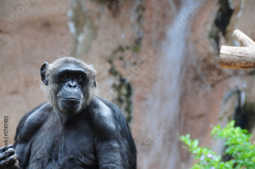 Chimpanse