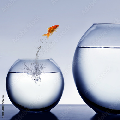 goldfish jumping out of the water © Mikael Damkier