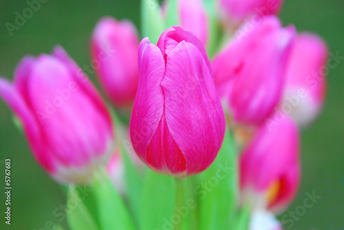 close up of pink tulips