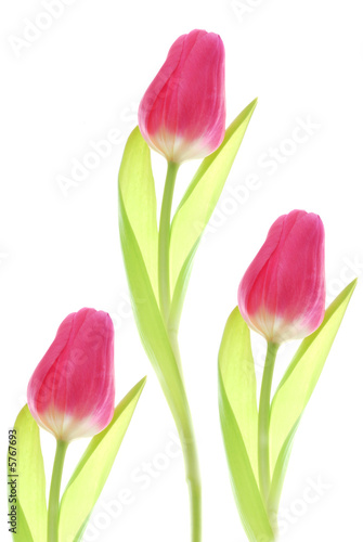 Fototapeta Naklejka Na Ścianę i Meble -  red tulips with white background