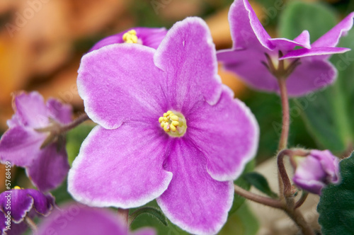 Plant of home violet